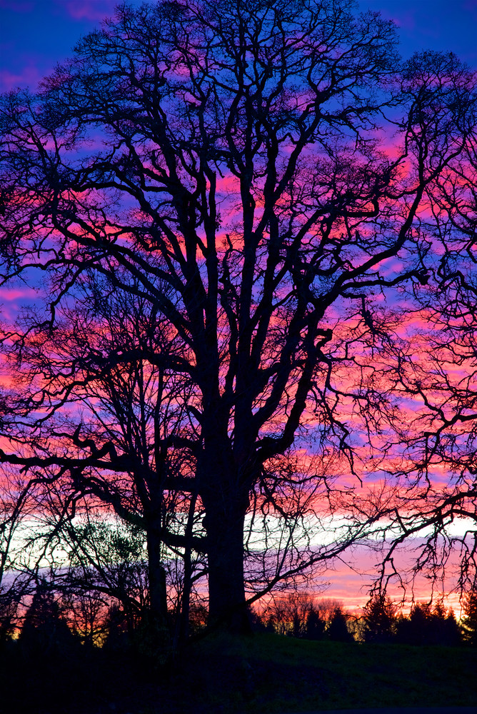 Eugene Tree Sunset Art | Shaun McGrath Photography