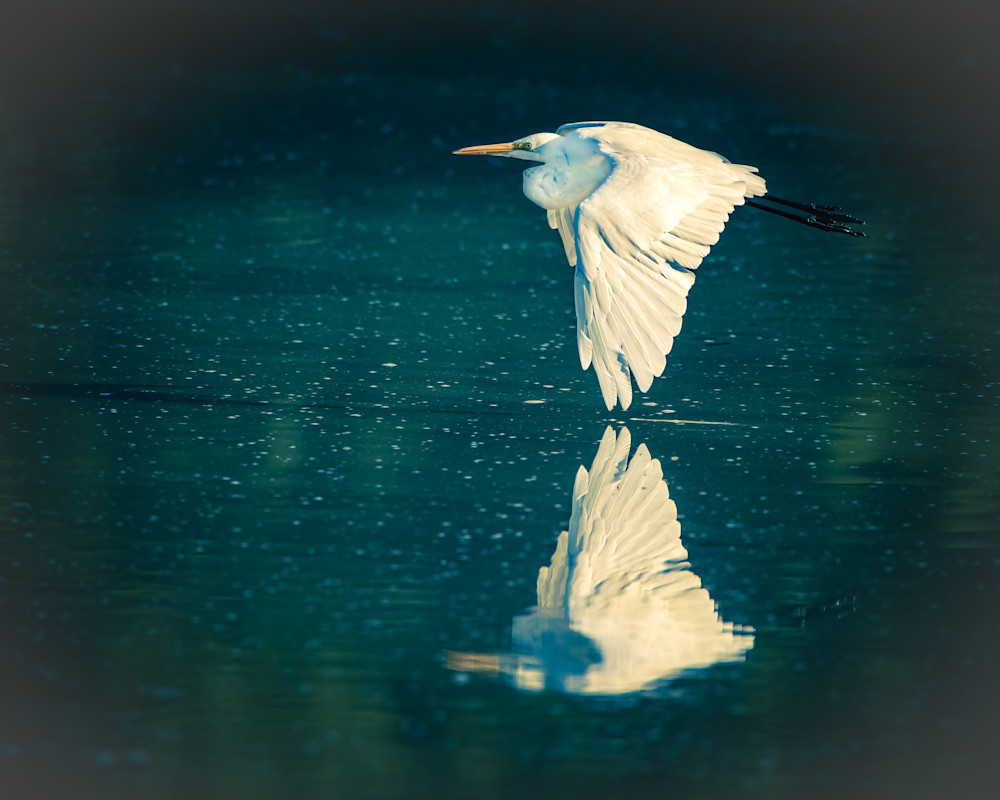 Great Egret Flying over Marsh