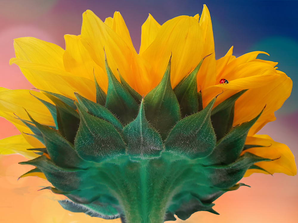 Sunflower Essay #2 Art | Light Pixie Studio