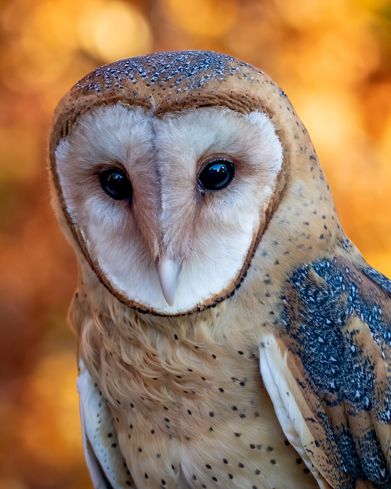 Barn Owl Portrait