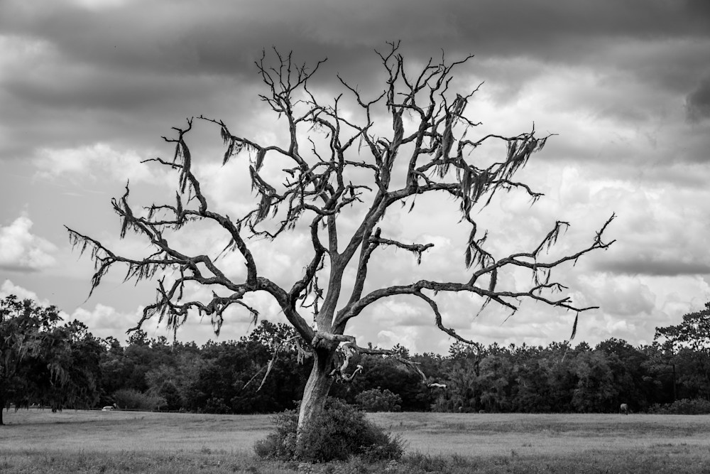 Spooky Tree Photography Art | Amber Favorite Photography
