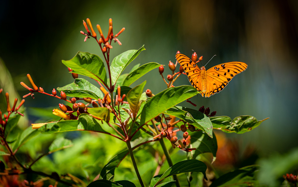 Gulf Fritillary Butterfly Photography Art | Amber Favorite Photography