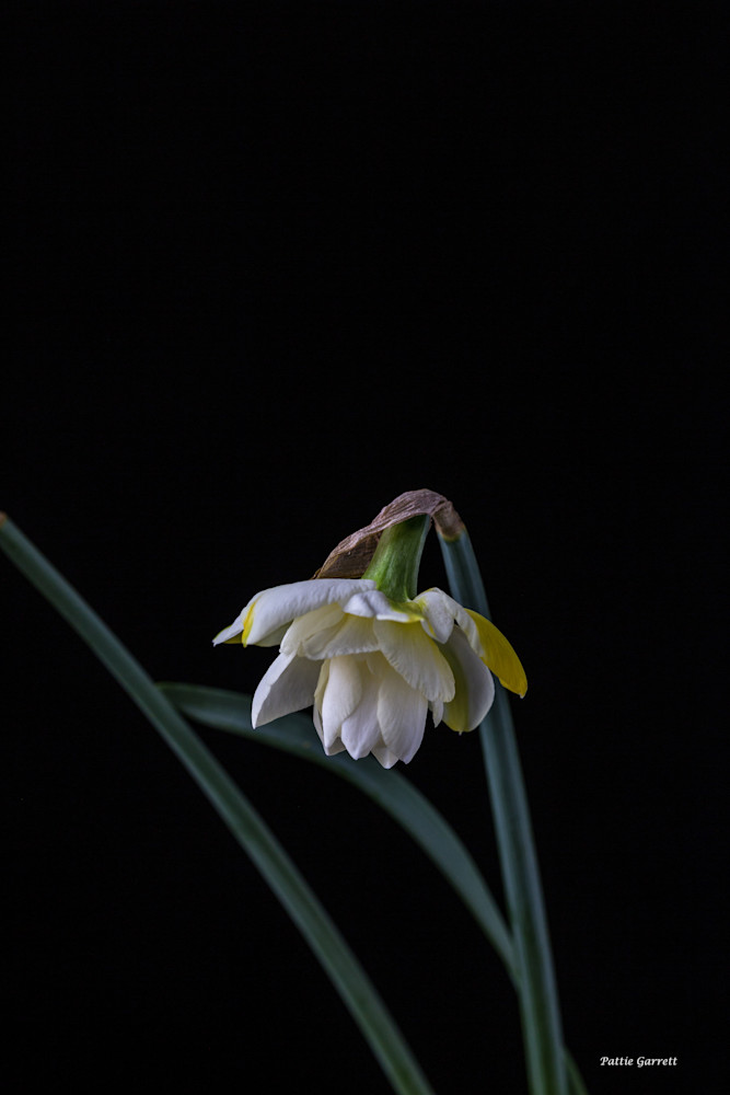 Daffodils 2 Art | TC Gallery