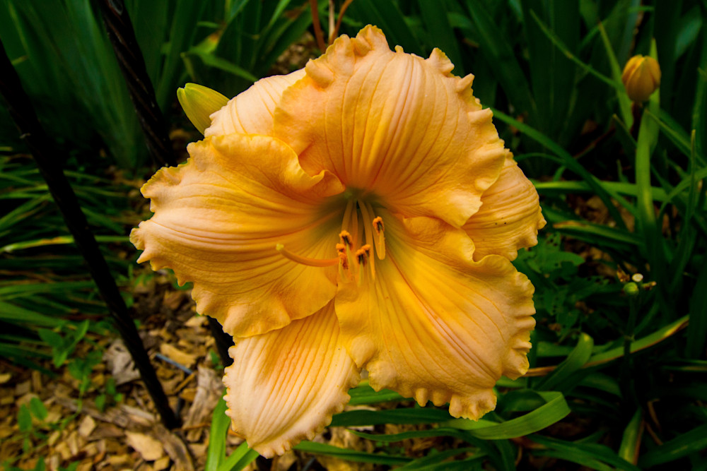 Peach Lilly Photography Art | Lake LIfe Images