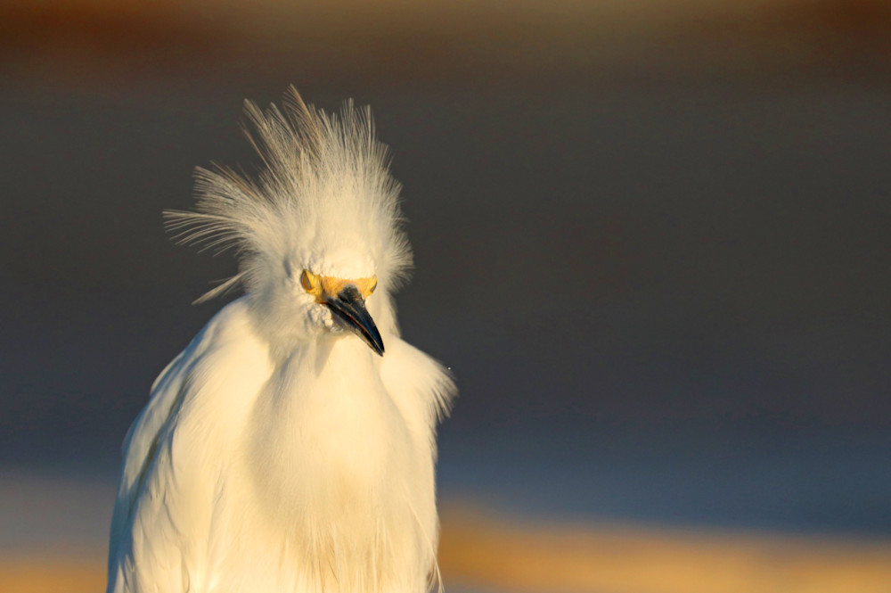 Meditating Egret  Photography Art | Shelley Lynch Photography