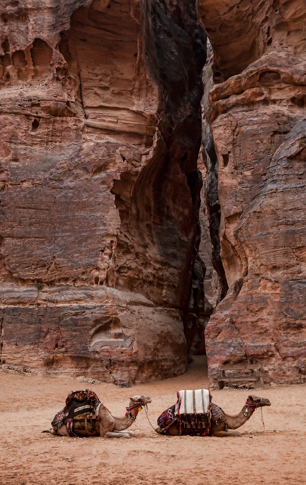 Camels At Petra (Color) Photography Art | Alina Marin-Bliach Photography/alinabstudios LLC