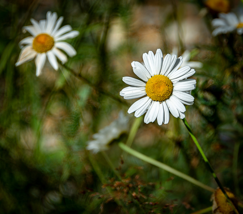 White Daisy Flower Photography Art | Vaughn Bender Photography