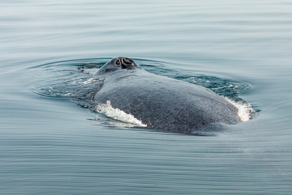 Humpback Whale No 7 | Terrill Bodner Photographic Art