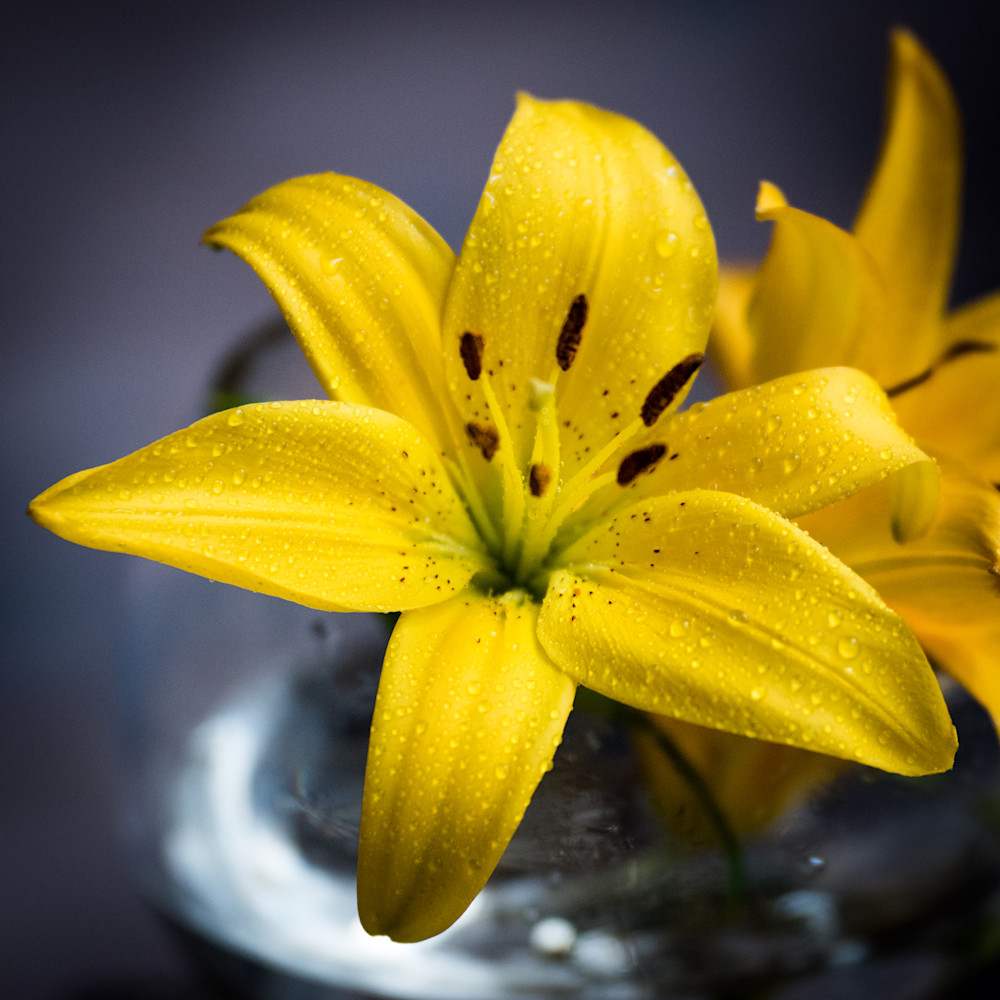 'bright And Bold, Dressed In Yellow' Photography Art | brubakerfineartphotography