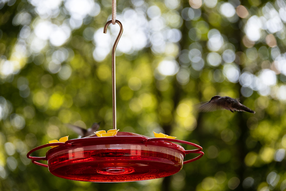 Hummingbirds Landing Photography Art | Blue Ridge Zen