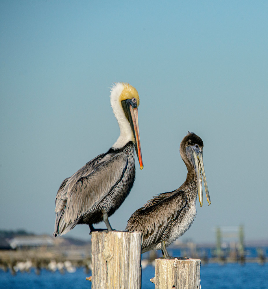 Male and female brown pelicans on pier post