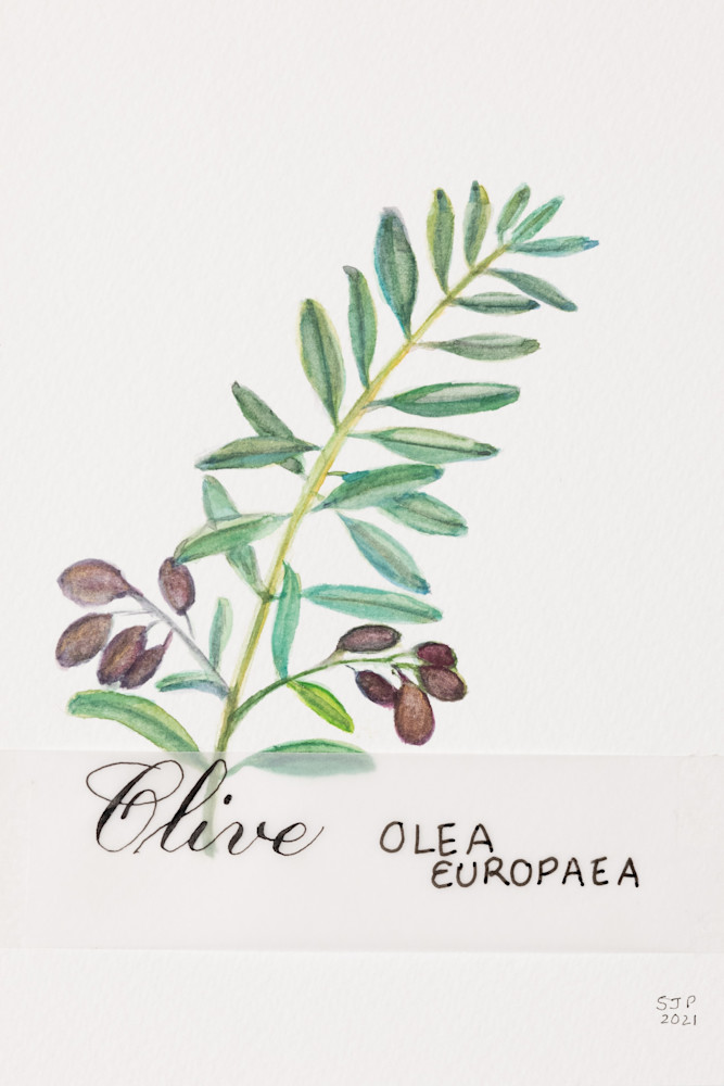 7 Species Olive Print Art | ASquareWatermelon