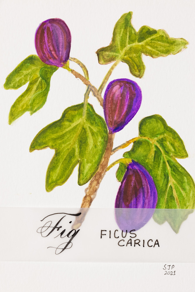 ASquareWatermelon - Art,  Figs Print
