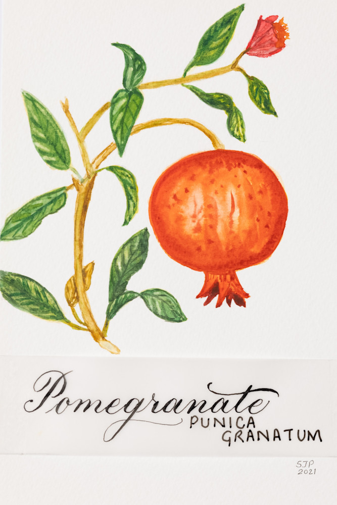 ASquareWatermelon - Art,  Pomegranate Print