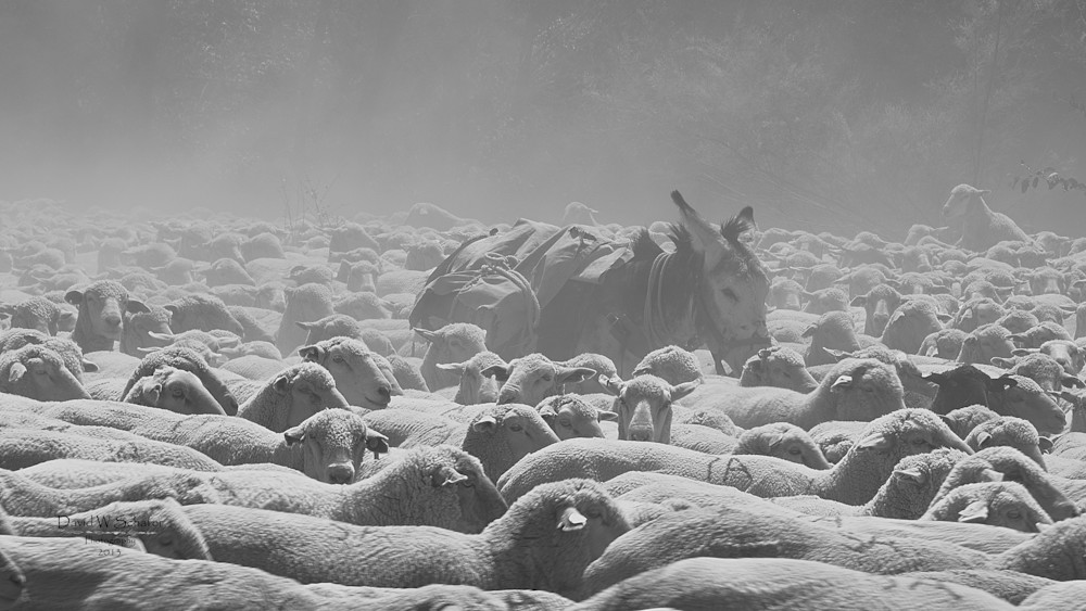 Ass Deep In Sheep Photography Art | David W Schafer