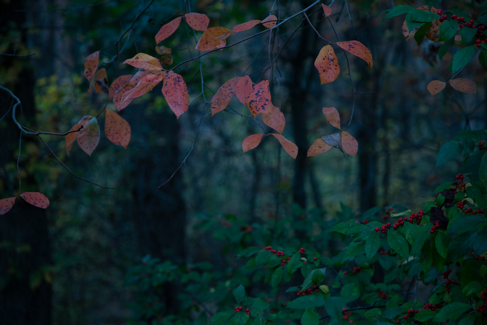 Enchanted Forest Photography Art | Alina Marin-Bliach Photography/alinabstudios LLC