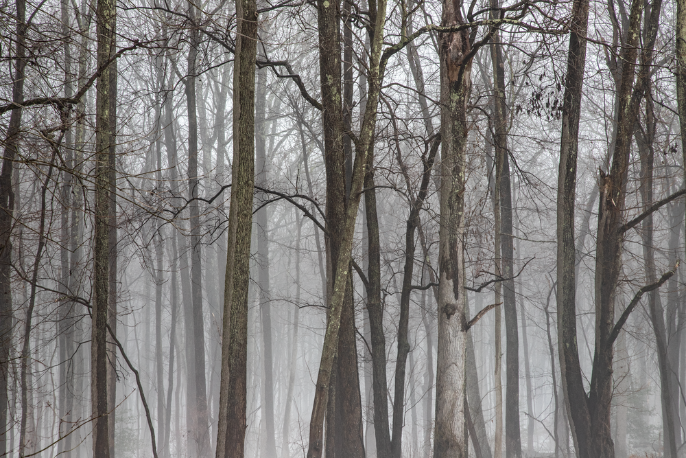 A Foggy Parting Photography Art | Alina Marin-Bliach Photography/alinabstudios LLC