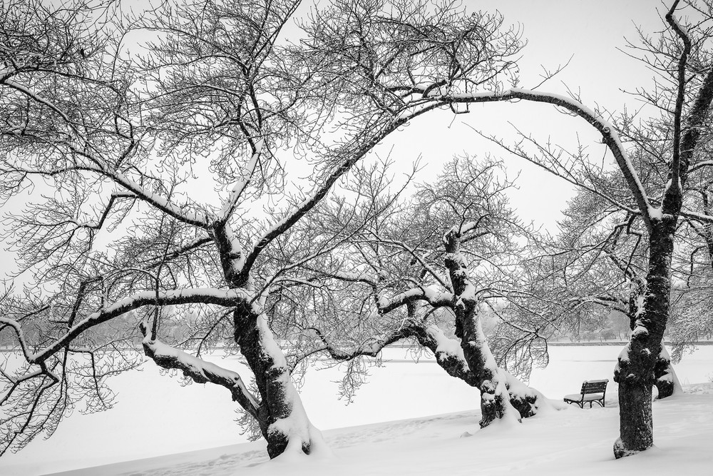 Winter Trees Photography Art | Sandy Adams Outdoorvizions Photography