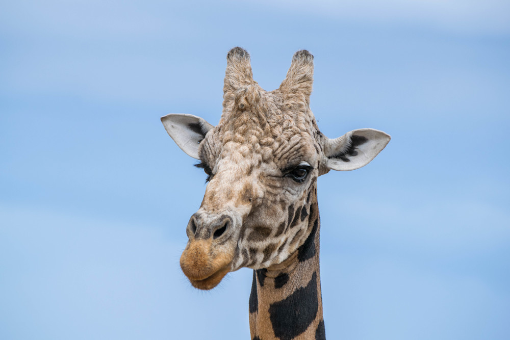 Giraffe Head Photography Art | Devlin Images