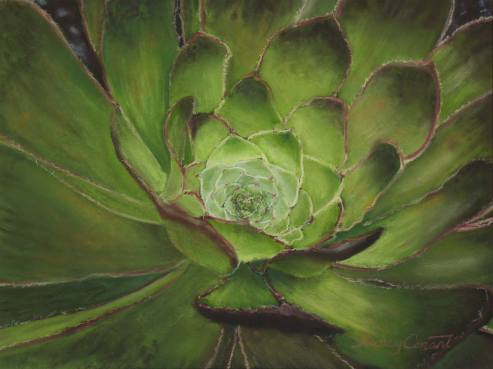 Succulent paintings, Aeonium Arboreum, by Nancy Conant