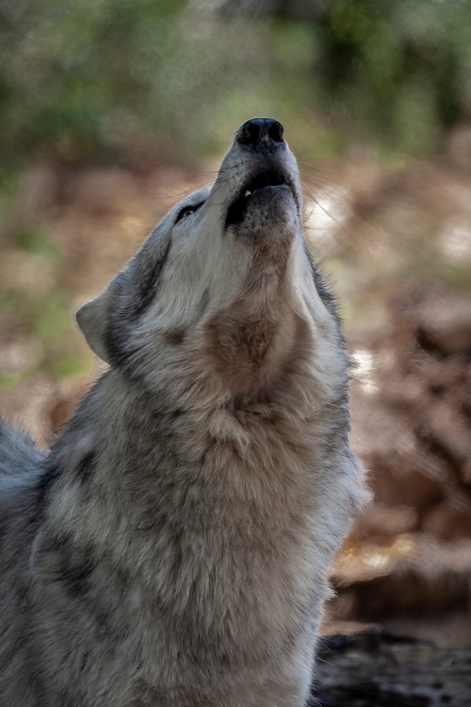 Wolf Howl