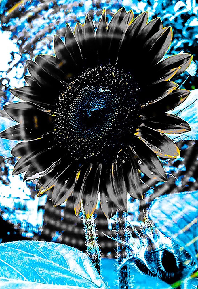 Sunflower Song Art | Sunrise Galleries