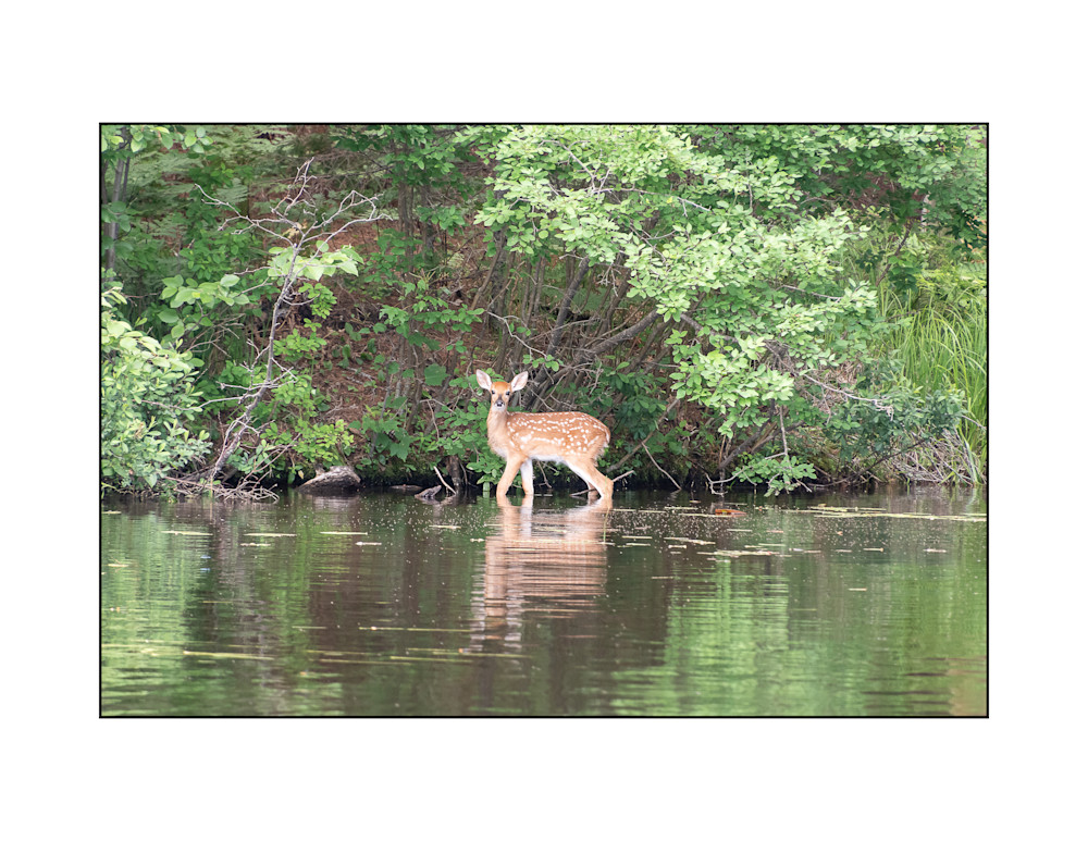 Cute Fawn in the water Print