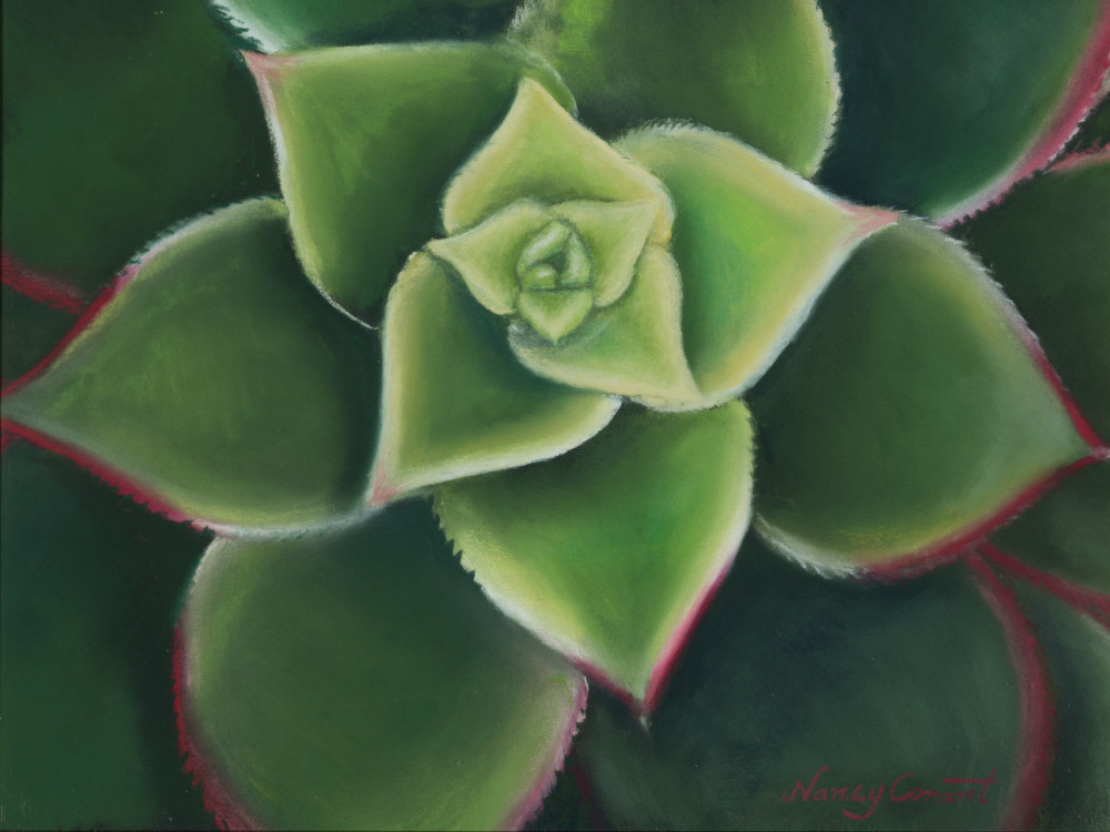 Succulent paintings, Aeonium Kiwi, by Nancy Conant