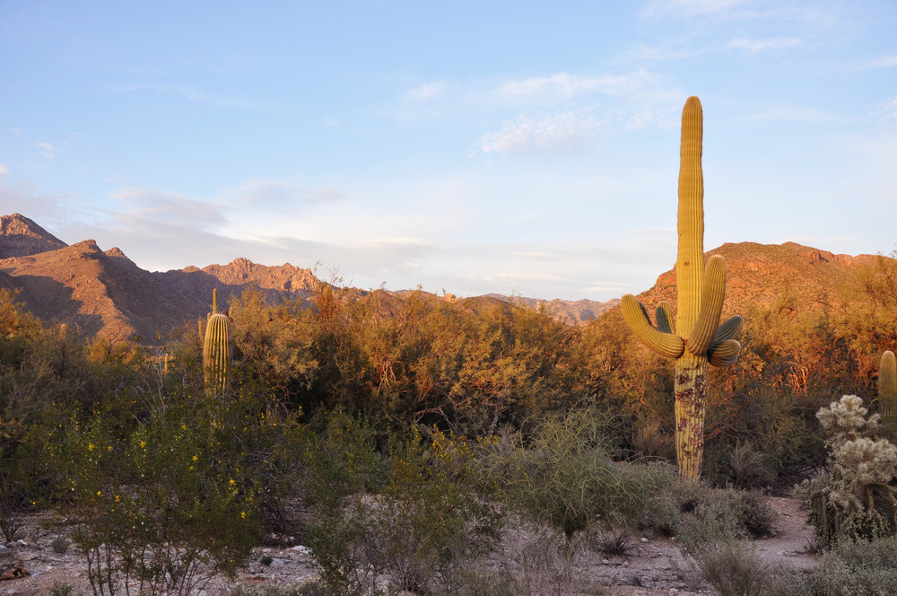 Bear Canyon Saguaro Art | Hamilton Fine Art LLC