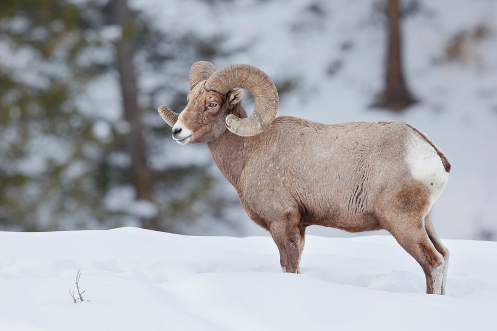 Bighorn Sheep Bull Standing In The Snow B8 R7120 Yellowstone National Park Wy Usa Photography Art | Clemens Vanderwerf Photography