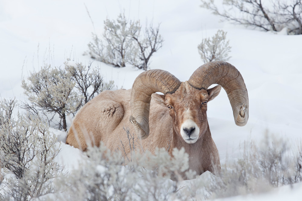 Bighorn Sheep Bull Laying In The Snow B8 R7076 Yellowstone National Park Wy Usa Photography Art | Clemens Vanderwerf Photography
