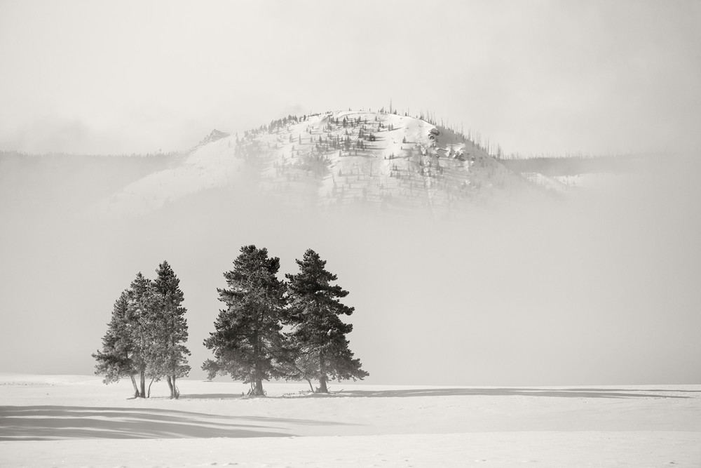 Trees In The Morning Fog B W D0 P0541 Yellowstone National Park Wy Usa Photography Art | Clemens Vanderwerf Photography