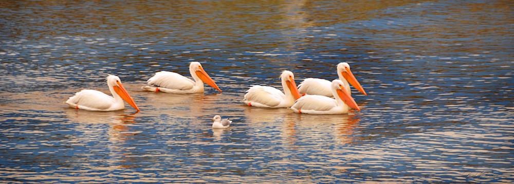 Great American White Pelicans With Seagull Photography Art | Ruth Burke Art