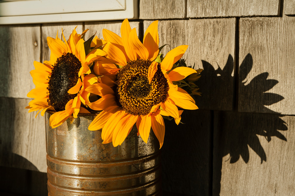 Sunflowers in a rusted tin can vase, Sakonnet, Little Compton, Rhode Island.