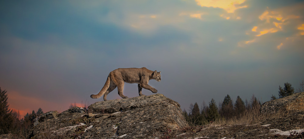 Sunset Cougar Photography Art | Jim Collyer Photography
