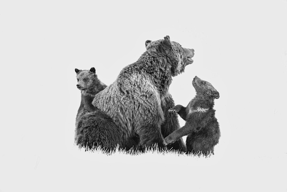 Mother And Cubs Photography Art | Jim Collyer Photography