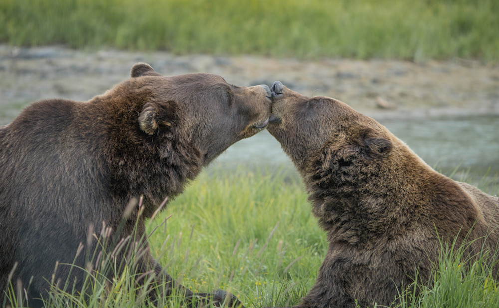 Kissing Bears Photography Art | Jim Collyer Photography