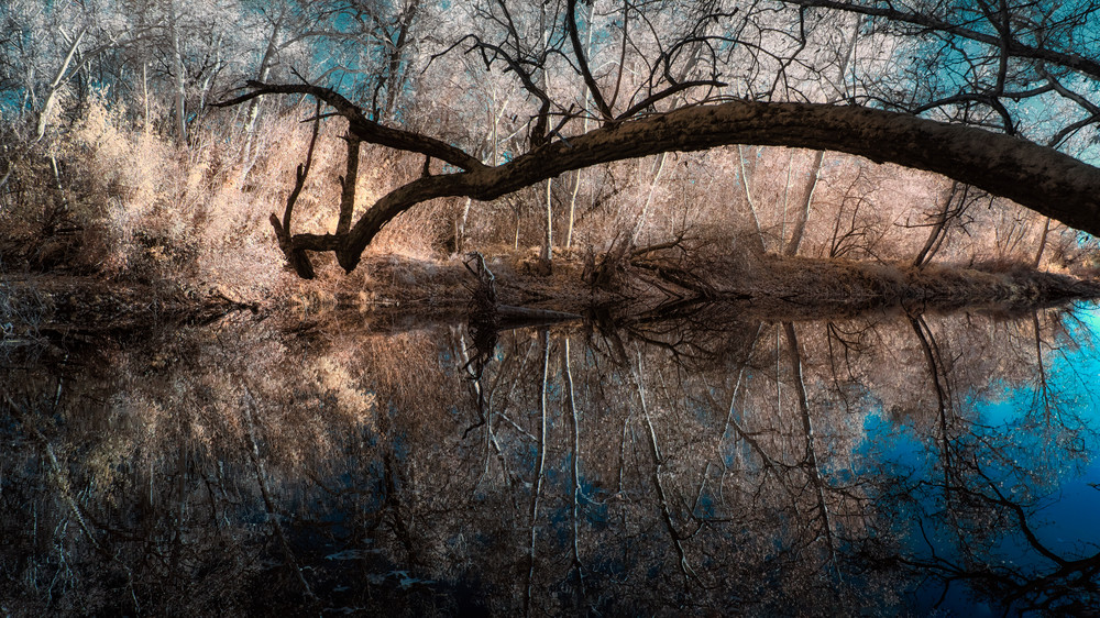 Long Sycamore Branch Over Dry Creek, Yuba County, California Photography Art | davidarnoldphotographyart.com