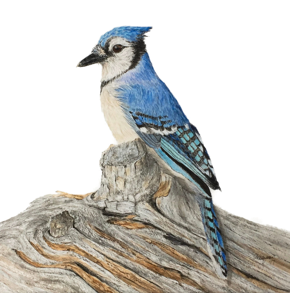 Blue Jay "Jay" watercolor