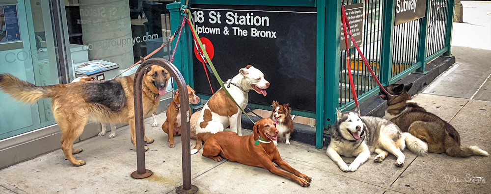 The Gangs Of New York   Doggy Style! Photography Art | Julian Starks Photography LLC.