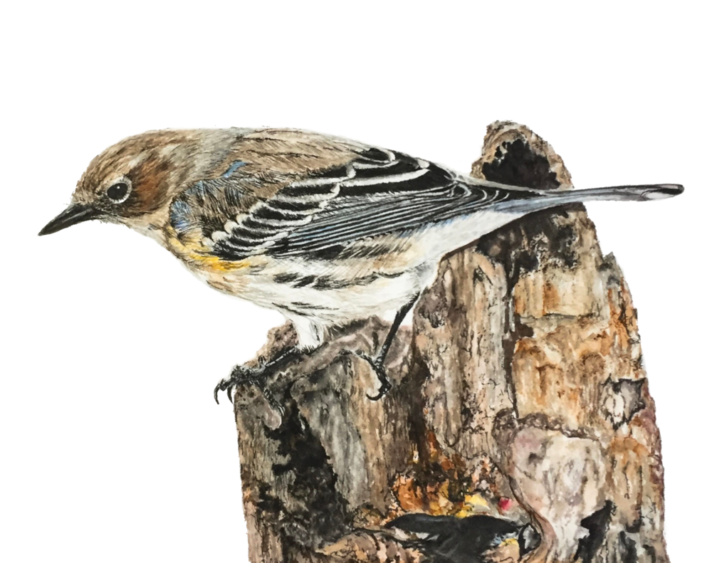 Yellow-rumped Warbler "Champ" 