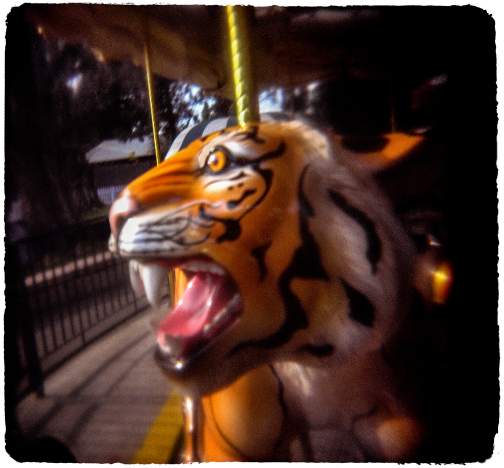 Running Tiger, Oakland Zoo, Oakland California Photography Art | davidarnoldphotographyart.com