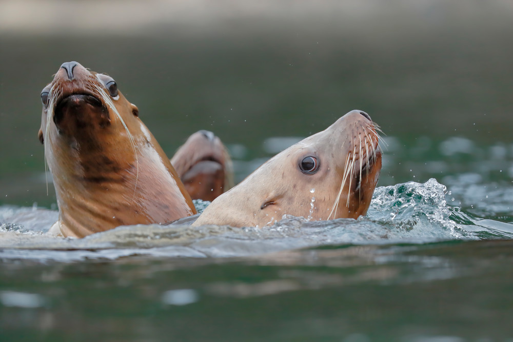 Sea Lions Gathering At Sadie Cove B8 R6913 Kachemak Bay Homer Alaska Usa Photography Art | Clemens Vanderwerf Photography