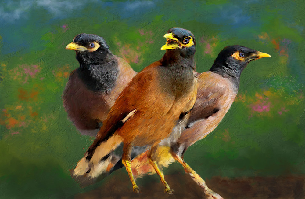 Mynah Birds Art | Rick Peterson Studio
