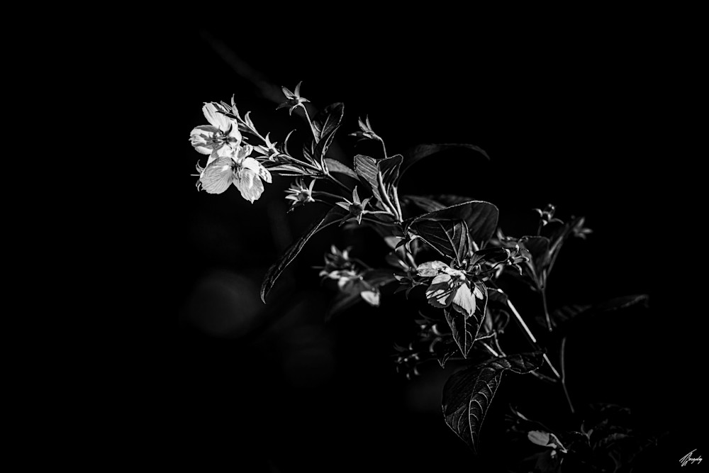 Flora & Darkness No14 Art | TG Photo