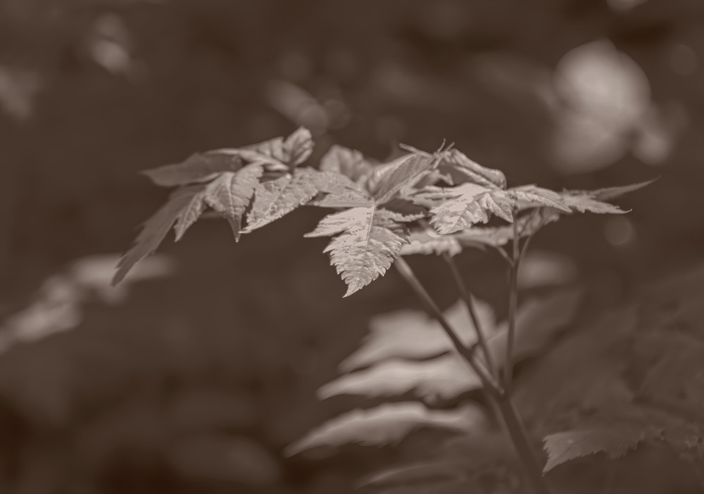 Mountian Plant And Sunlight Ml Sepia Photography Art | Photoeye Inc