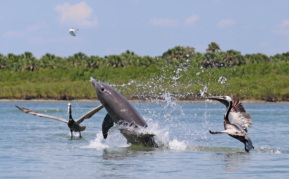 Teasing The Pelicans  Photography Art | Shelley Lynch Photography