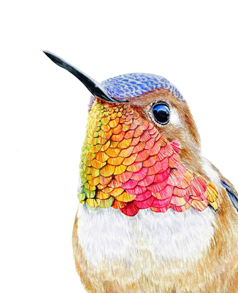 Allen's hummingbird "Bullet Proof"