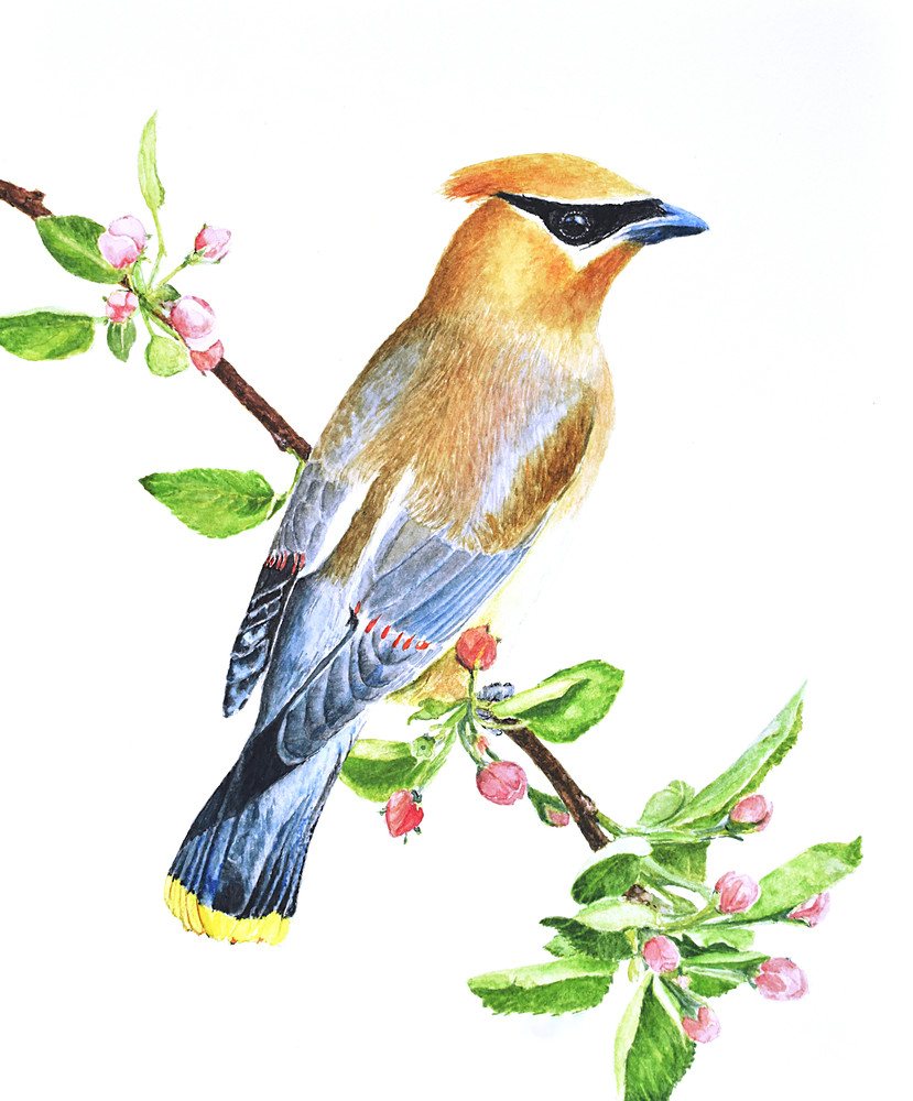 Waxwing and Blossoms