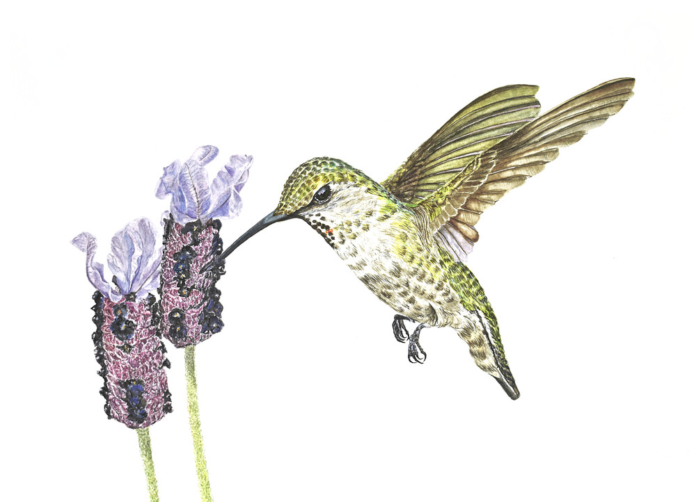 Female hummingbird "Lavender Lunch" 